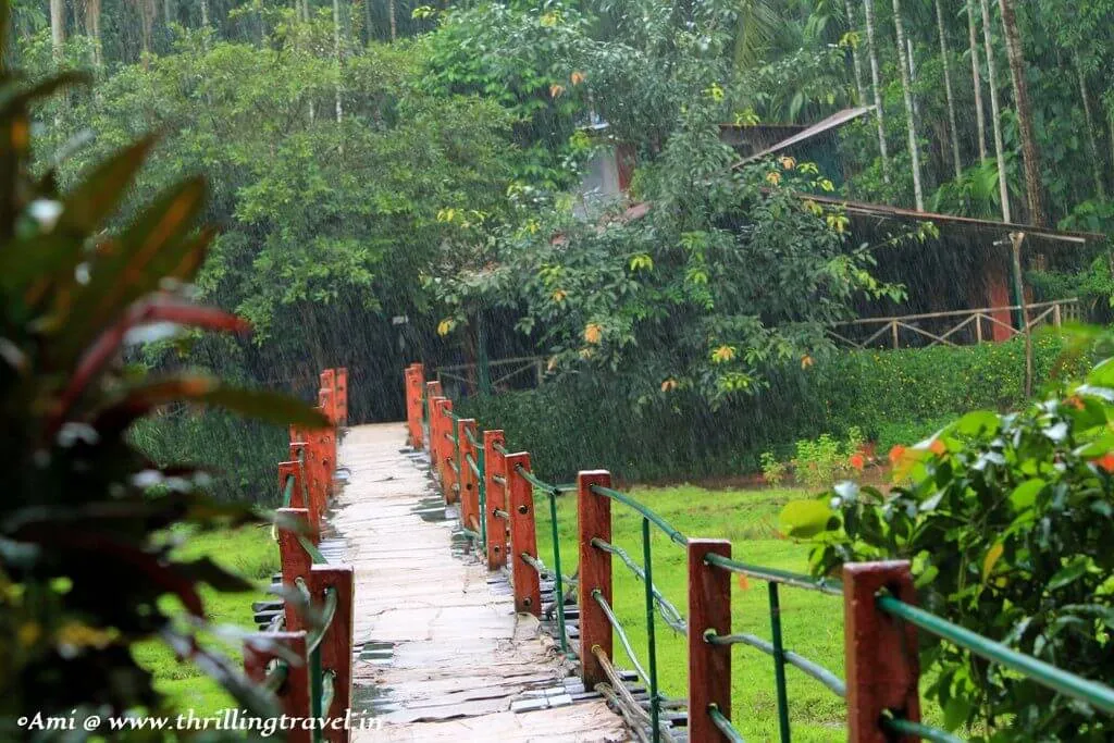 Rubber Plantations, Kottayam